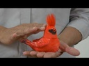 Walker Squawker - Friedolin der Zwitscherer